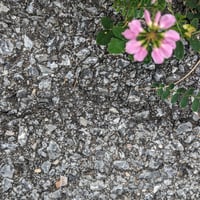 Flower (color)