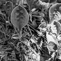 Herbicide
