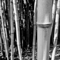 Bamboo