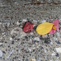 Petals (color)