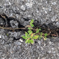 Weeds (color)