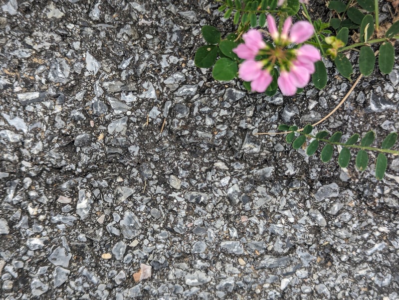 Flower (color)