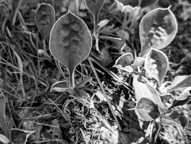 Herbicide