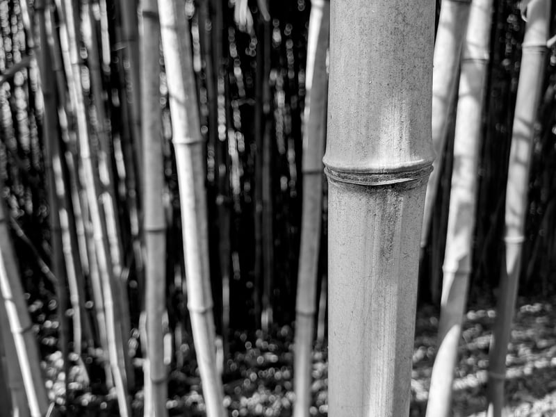 Bamboo