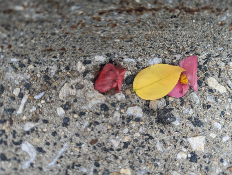 Petals (color)