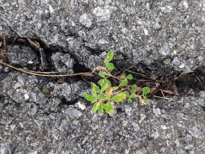 Weeds (color)